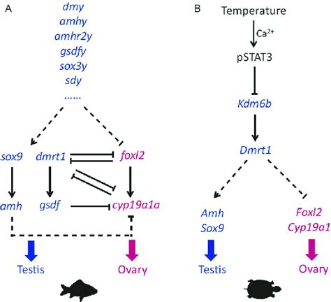 Gene Network Of Sexual Fate In Gsd Fish A And Tsd Turtle B Genes