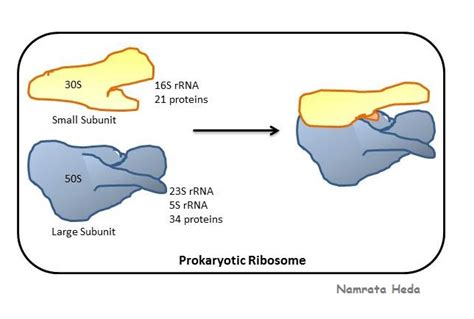 B for Biology: Ribosomes - Protein Assemblers of the Cell