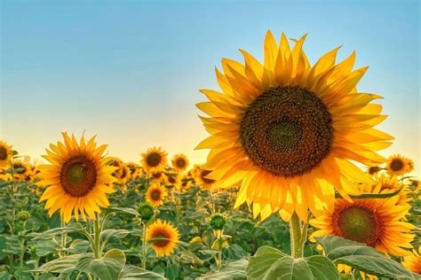 Les 6 fleurs à planter en juillet pour profiter dun jardin fleuri tout