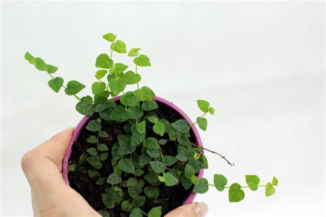 Фикус пумила мини Ficus pumila minima