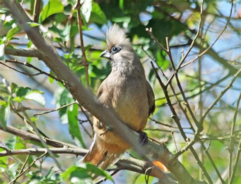 Birds Of The World Mousebirds Coliidae