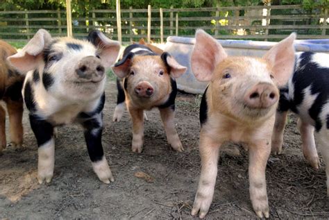 Meet The Pigs At Urban Digs West Coast Food