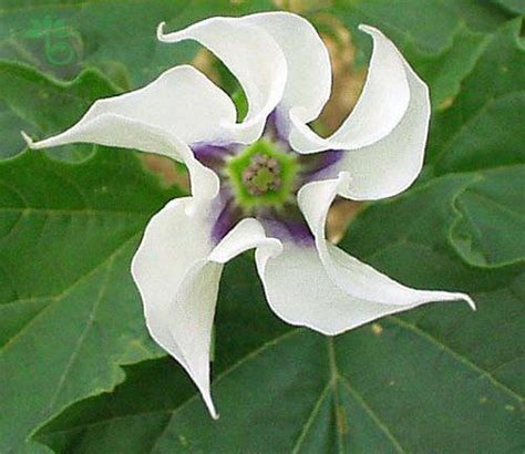 بذر گیاه تاتوره استرامونیه یا تاتوره جیمسون Datura Stramonium