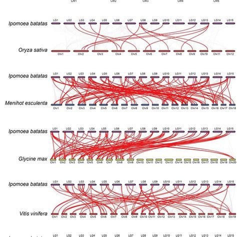 PDF Genome Wide Identification Phylogeny And Expression Analysis Of