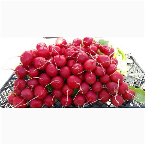 Продам редиску, купить редиску, Херсонская обл — Agro-Ukraine