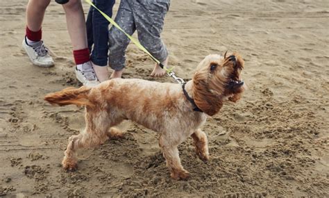 Stop Excessive Dog Barking: Types of Barking and What They Mean - US ...