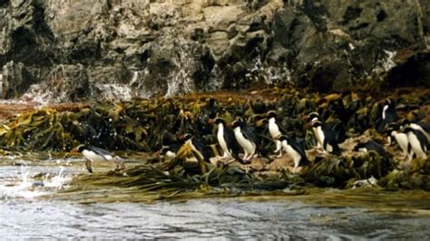 Dna Tests Show Extinct Penguin Species Never Existed Mental Floss