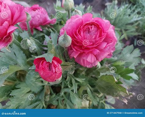 The Persian Buttercup Is A Popular Ornamental Plant For Its Attractive