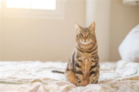 Cu Ntos D As Puedes Dejar Al Gato Solo En Casa Vida Con Mascotas