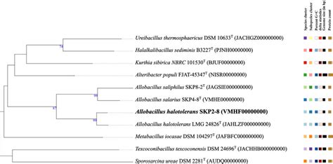 Phylogenomic Tree Based On Whole Genome Sequence Data Result Of SKP2 8