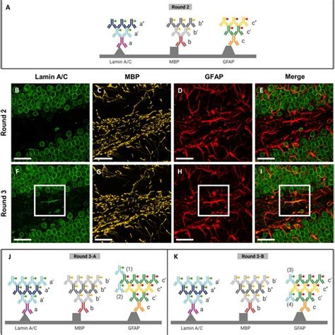 (PDF) Simultaneous amplification of multiple immunofluorescence signals ...