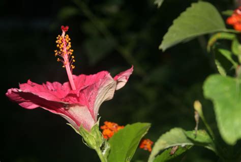 Pink Hibiscus Growing Guide How To Grow One Easily