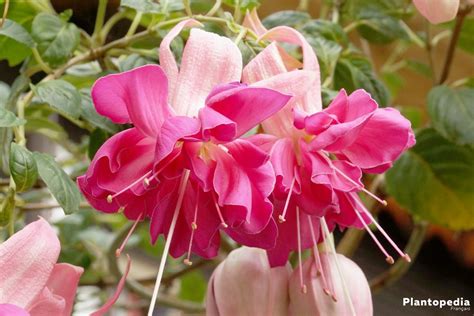 Une Fushia Plante Ici L Atelier Des Fleurs