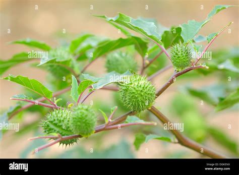 Tatula hi-res stock photography and images - Alamy