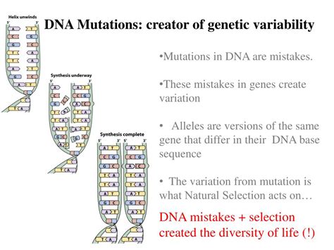 Ppt Today Genetic Variability Mutations Source Of Variation In