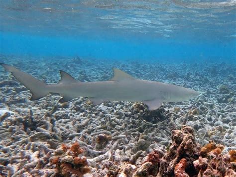 Watch Drone Video Shows Blacktip Sharks Migration In Palm Beach