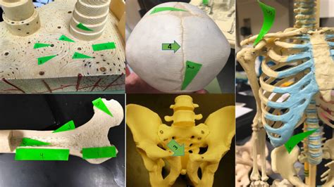 Skeletal Practice EXAM Joints And Microscopic Anatomy Diagram Quizlet