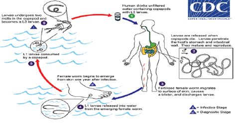 Pinworm Life Cycle