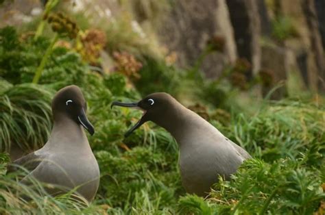 Light Mantled Albatross Alchetron The Free Social Encyclopedia