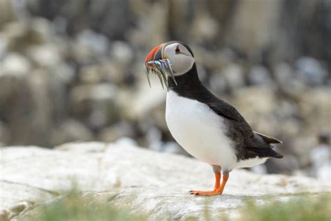 Best Atlantic Puffin Eating Fish Stock Photos, Pictures & Royalty-Free Images - iStock