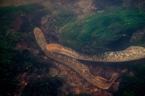 Sea-lamprey-survey - ECOFACT