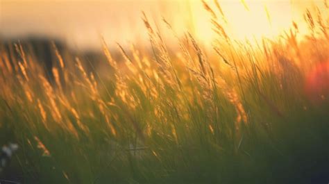 Premium Photo Sunkissed Grass At Dusk Generative Ai