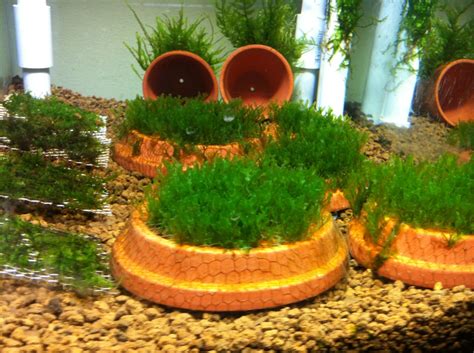 DIY Mesh Aquarium Planters - petdiys.com