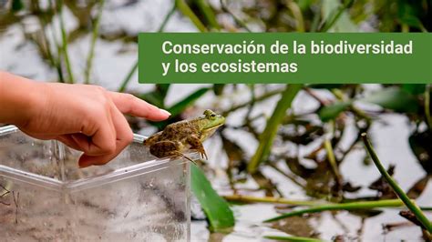 Conservación de la biodiversidad y los ecosistemas YouTube