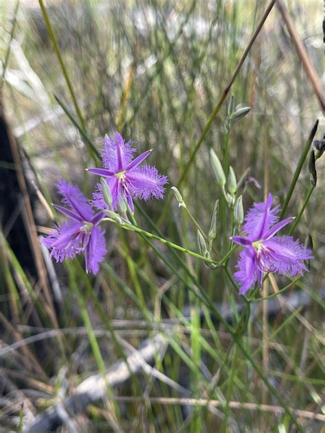 Common Fringe Lily From Moreton Bay Marine Park Woorim Qld Au On