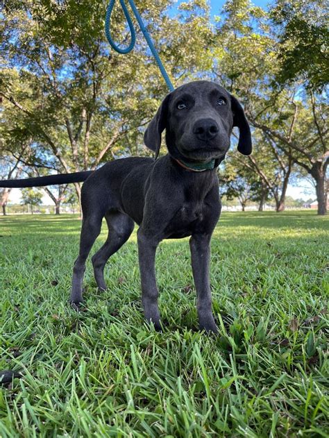 Weimaraner Black Lab Mix Puppies