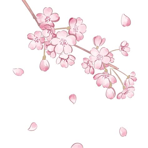 Spring Cherry Blossom White Transparent Pink Simple Spring Cherry