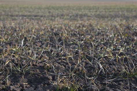 Agriculture Background Field With Dry Grass Soil Stock Photo Image