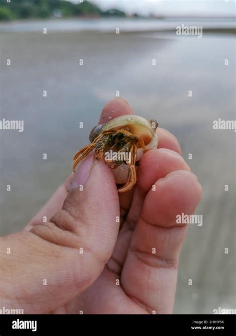 Hermit Crab Hides In The Shell That Is In The Hand Small Hermit Crab