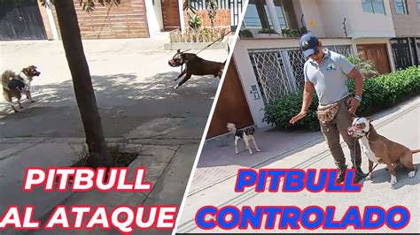 COMO LLEGAR A CONTROLAR A TU PITBULL QUE SALE TODO AGRESIVO A QUERER