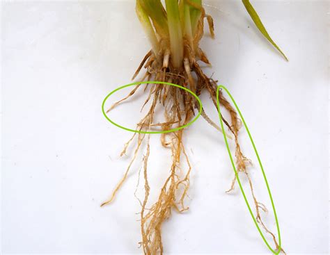 Rhizoctonia Root Rot Wa Soil Knowledge Base