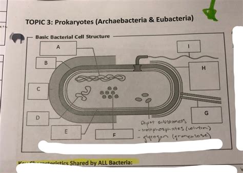 Basic Bacterial Cell Structure Diagram Quizlet