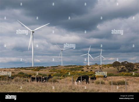 Cattle Browse Below Wind Turbines At The Musselroe Wind Farm Cape