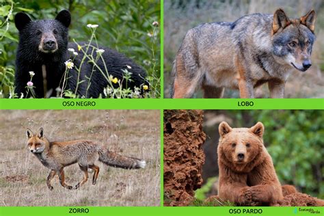 Ecosistema Monta Oso Caracter Sticas Flora Y Fauna Resumen Con Fotos