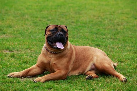 Bullmastiff Caract Re Origine Alimentation Et Reproduction De Ce Chien