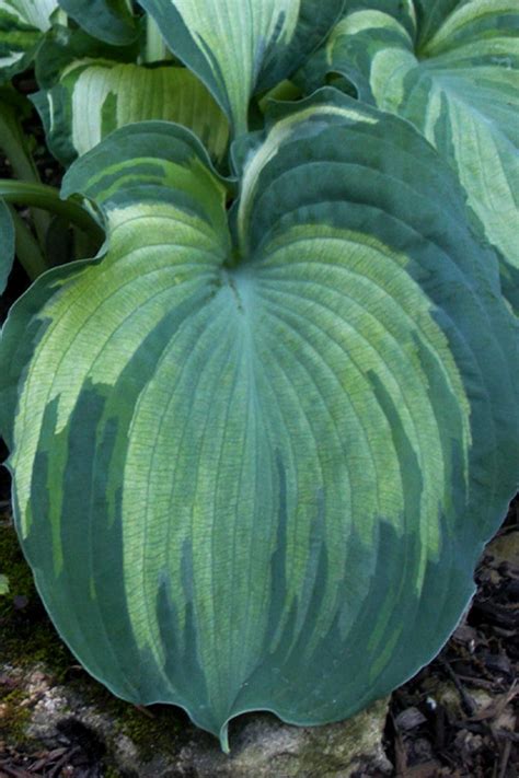 Buy Guardian Angel Hosta Lily Free Shipping Wilson Bros Gardens