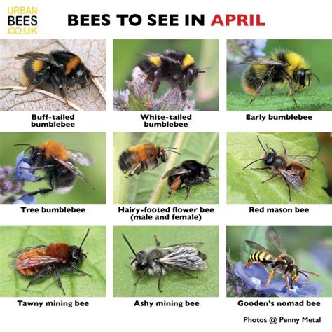 How To Id And Help Bees In April Urban Bees Blog