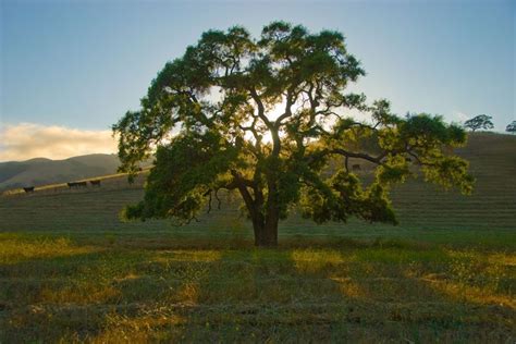 Art California Golden Hills Oak Found On