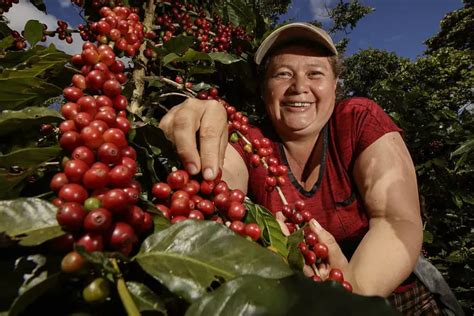 El Salvador Coffee: Discovering El Salvador's Unique Coffee Flavorful ...