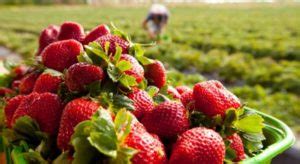 Como Plantar Morango Formas Diferentes Vaso Fruta Garrafa Pet