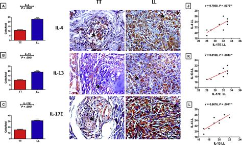 The Role Of T Helper 25 Cells In The Immune Response To Mycobacterium