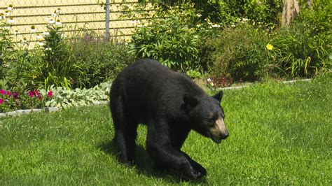 Bears Stuffing Themselves Near Massachusetts Homes Npr