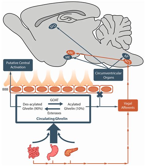 Ijms Free Full Text Clarifying The Ghrelin Systems Ability To