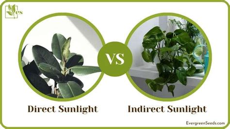 Direct Vs Indirect Sunlight The Updated Information Reservoir