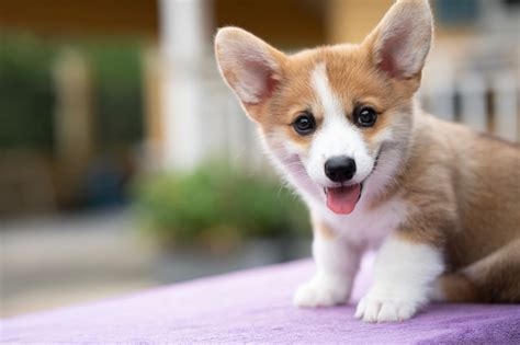 Corgi Puppy Pictures and Facts