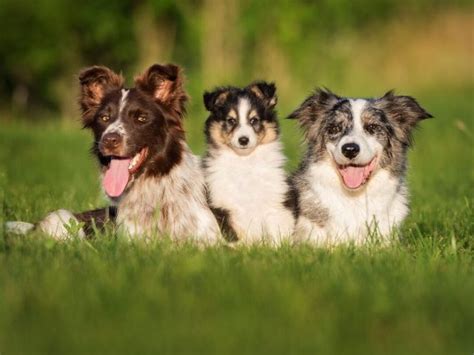 C Mo El Pelaje De Un Border Collie Cambia De Un Cachorro A Un Adulto